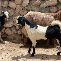 ۱۲عدد بز کهره دار