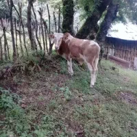 فروش کل دموس محلی