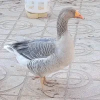 غاز نر جوان