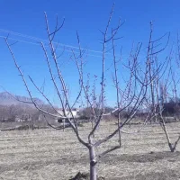باغبانی ودرختکاری