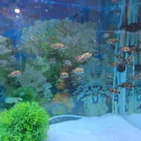 جوجه ماهی اسکار دوبندی|ماهی|دورود, |دیوار