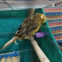 تعدادی قناری نر جوان|پرنده|کرمان, |دیوار