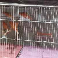 جوجه قناری ریزه خون