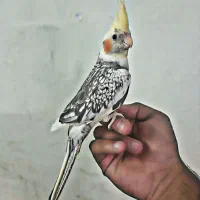 عروس هلندی دستی نر