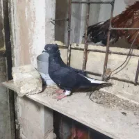 کفتر|حیوانات|مشهد, توس (بلوار توس)|دیوار