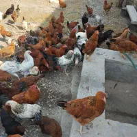 نیمچه . جوجه گلپایگانی درجه یک|حیوانات مزرعه|گنبد کاووس, |دیوار