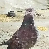 کبوتر نر|پرنده|گلستان (تهران), |دیوار