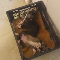 واگذاری توله سگ خراسانی نروماده