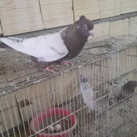 جوجه سینه سیاه.ماده سینه سیاه