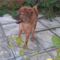 فروش سگ بازیگوش واکسن خورده شناسنامه دار|سگ|مرودشت, فاز اول شهرک فرهنگیان|دیوار