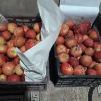 سیب ارگانیک درختی|خوردنی و آشامیدنی|قیدار, |دیوار