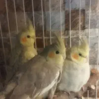 عروس هلندی و یک عدد مینا