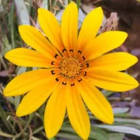 سرایدار باغ