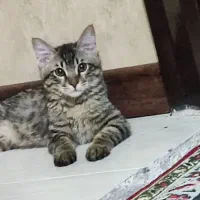 واگذاری گربه نر