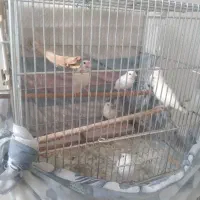 جوجه نرگسی