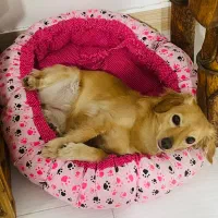 گمشده سگ گلدن میکس|حیوانات|تهران, هفده شهریور|دیوار