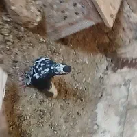 ساده افشون جفتگاه پرشی بوم|پرنده|نصر آباد, |دیوار