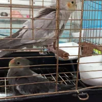 فروش عروس هلندی مولود