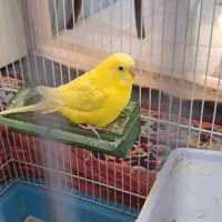 مرغ عشق نر|پرنده|بیرجند, |دیوار