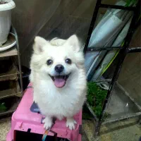 سگ پامر|سگ|شهریار, رضی آباد پایین|دیوار