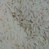 برنج  کشت اول ودوم