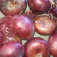 فروش عمده سیب زمینی وپیاز داخلی وصادرات