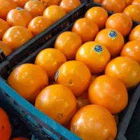 میوه باارسال رایگان در قم|خوردنی و آشامیدنی|قم, ولیعصر|دیوار