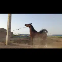 اسب|اسب و تجهیزات اسب‌سواری|بادرود, |دیوار