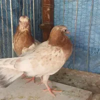 دو عدد جوجه دون خور