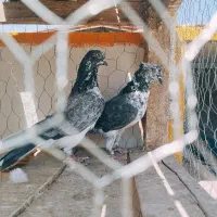 جفت نرو ماده پرش سنگین