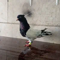 موتور ماهیگیری