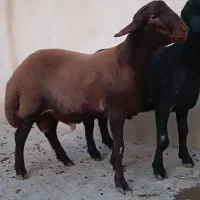 بره قوچ همو و هترو ،قوچ همو|حیوانات مزرعه|شهریار, کردزار|دیوار