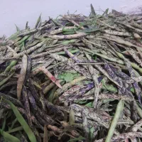 باقالی دانه دار