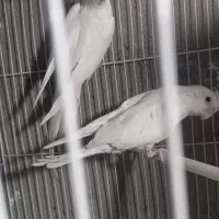 عروس هلندی|پرنده|خاش, |دیوار