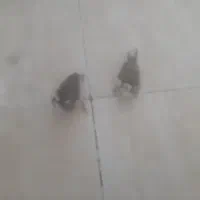 فنچ بنگال نزدیک به دون خور شدن