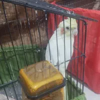 یه جفت عروس هلندی|پرنده|سمنان, |دیوار