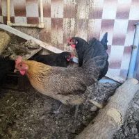 مرغ سیاه همگی تخم می‌زارن