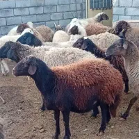 میشه افشاری