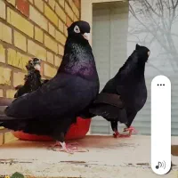 زاغ معاوضه جوجه پلاکی