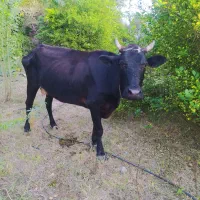 گاو اسرائیلی با گوساله