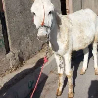 الاغ نر پنج ساله