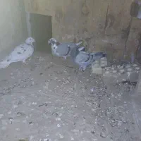 قزوینی پلاکی|حیوانات|اشتهارد, |دیوار