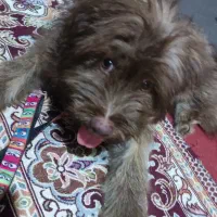 سگ نژاد شیتزو