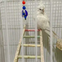 عروس هلندی آلبینو|پرنده|شیراز, شهرک رضوان|دیوار