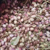 فروش باغ شهری نزدیک شیراز|فروش خانه و ویلا|شیراز, بید زرد|دیوار