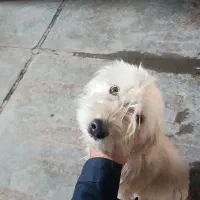 وگذاری سگ|سگ|باقرشهر, |دیوار