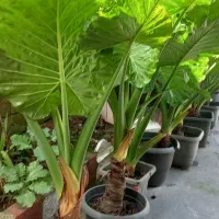 فروش گل باباآدم سبز خارجی|گل و گیاه طبیعی|نشتارود, |دیوار