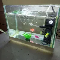 ماهی|ماهی|کاشان, باغچه فیض|دیوار