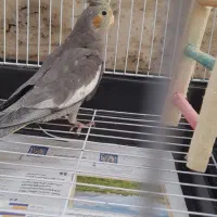 طوطی عروس باقفس بزرگ باتجهیزات