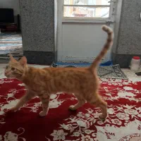 گربه